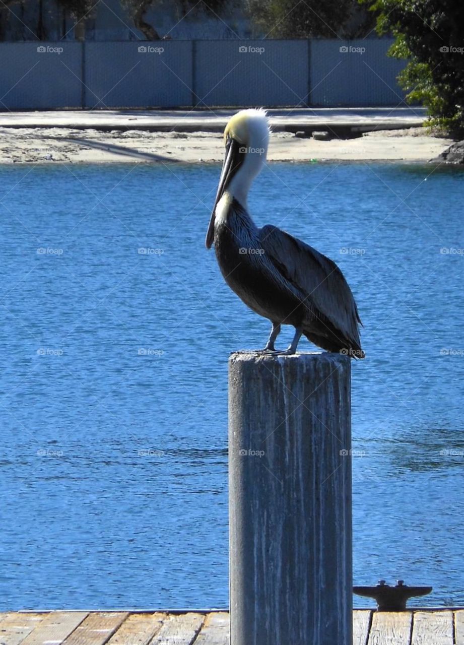 Pelican on watch. California pelican