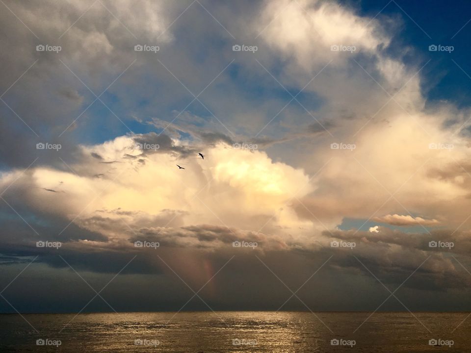 Seagulls flying at sunset above the sea