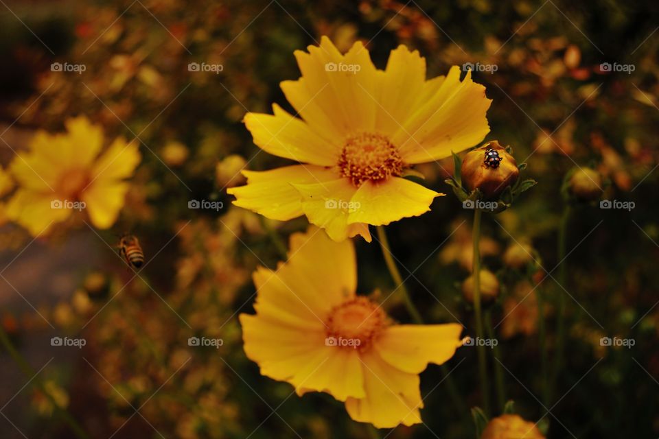 Beautiful yellow flowers in the nature. Ladybug and bee.The nature as it is. Vibrant yellow spring.