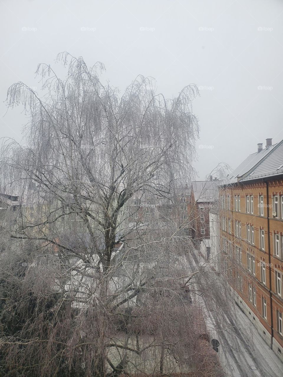 tree in winter in the city