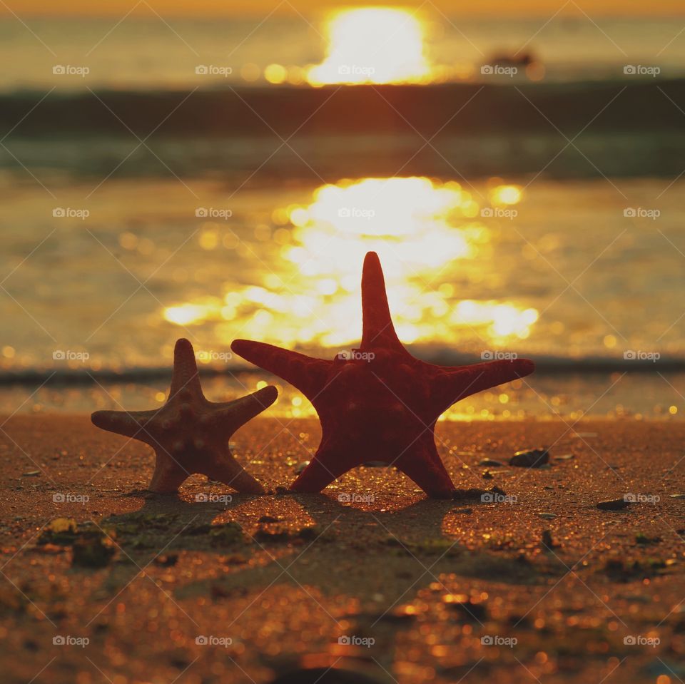 Star fish at sea