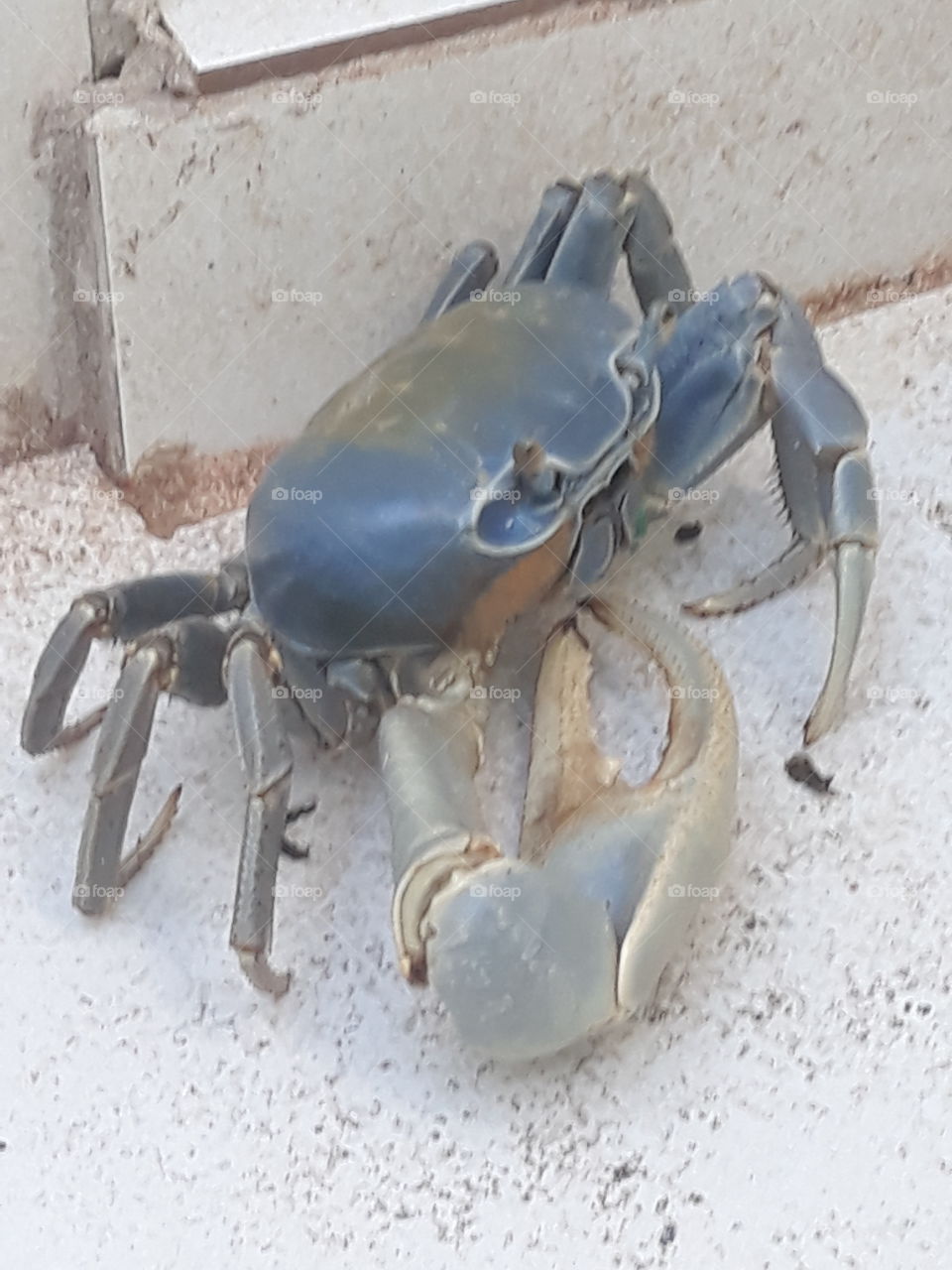 blue scrab