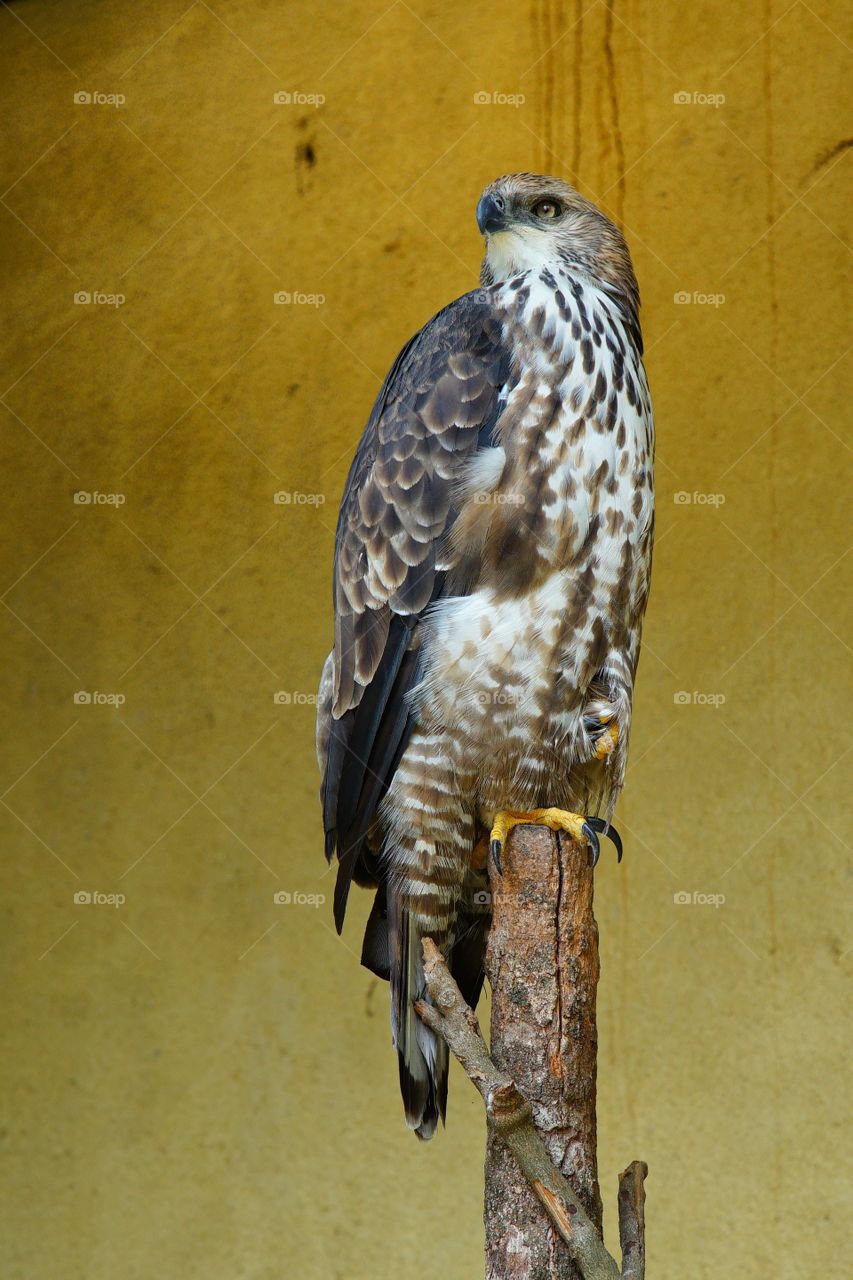 elegance in a bird park