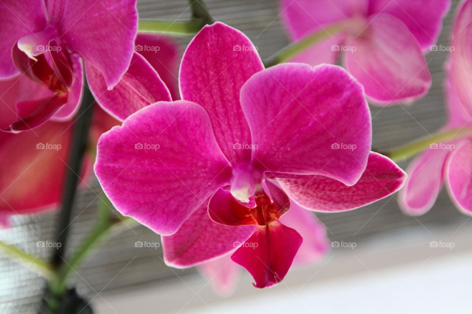 flower blume orchidee by stef79