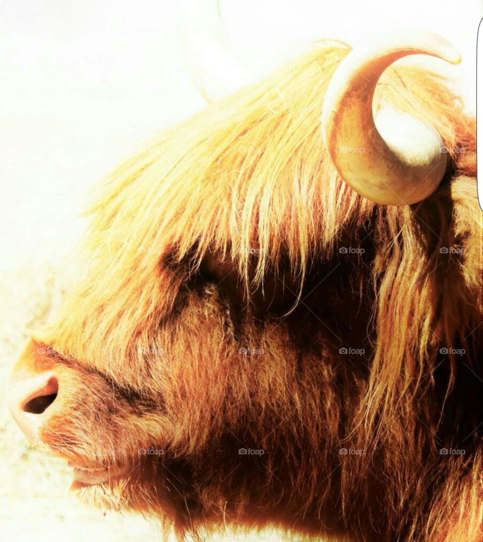 Golden Cow