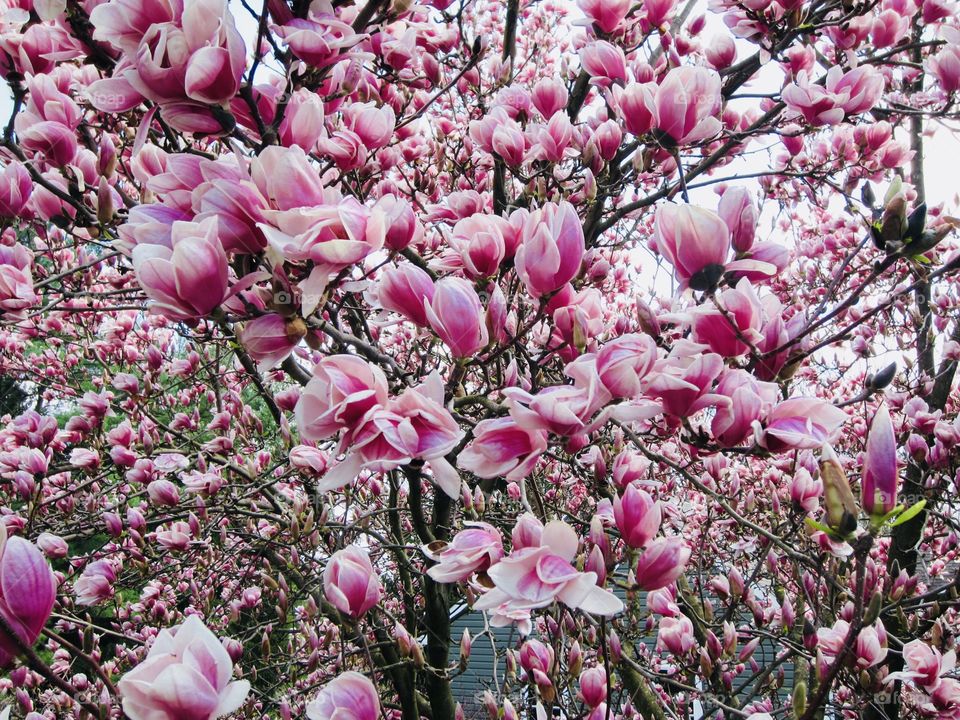 Cherry Blossom Festival Unique Flower