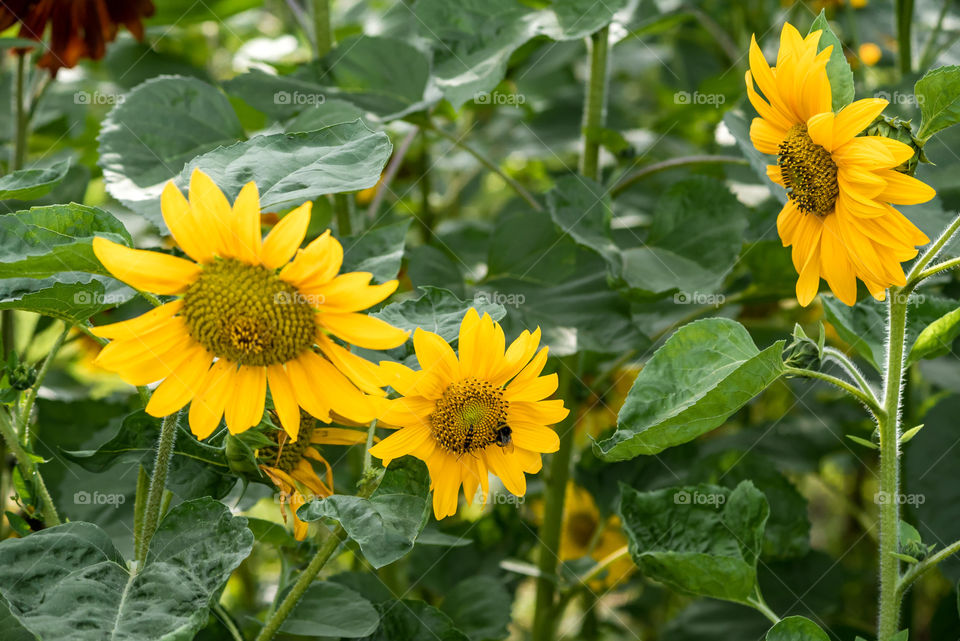 sunflowers bees and bumblebees