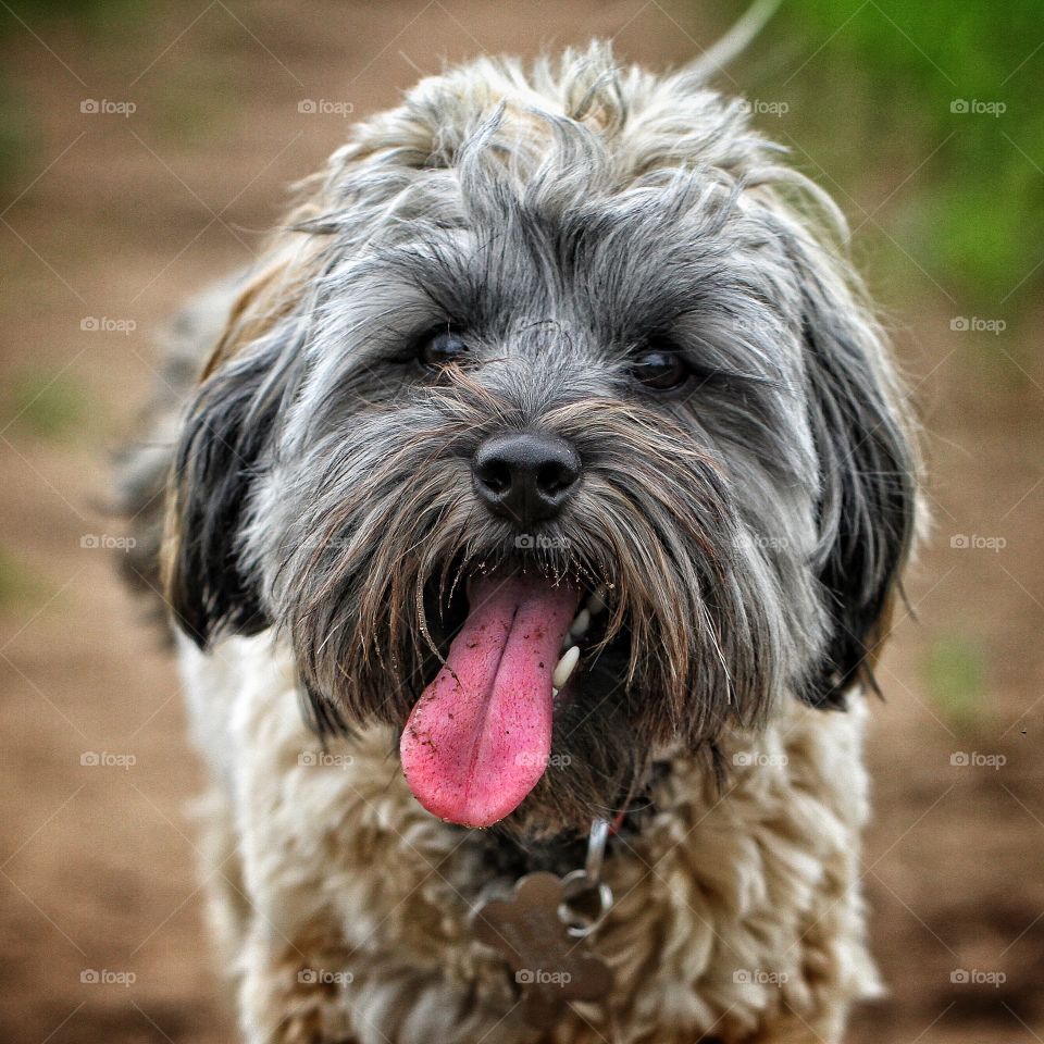 A hairy, tired dog with her long tongue lolling out.