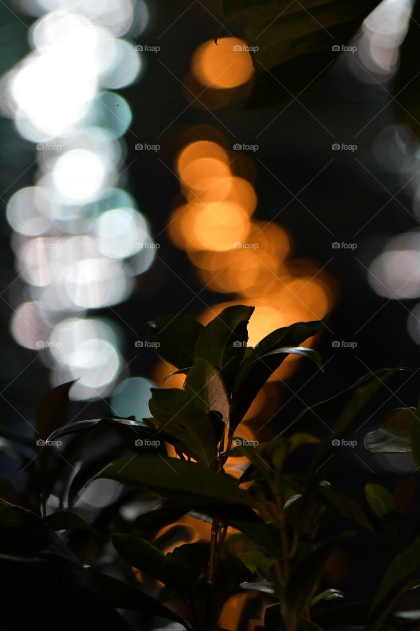 Leaves and light