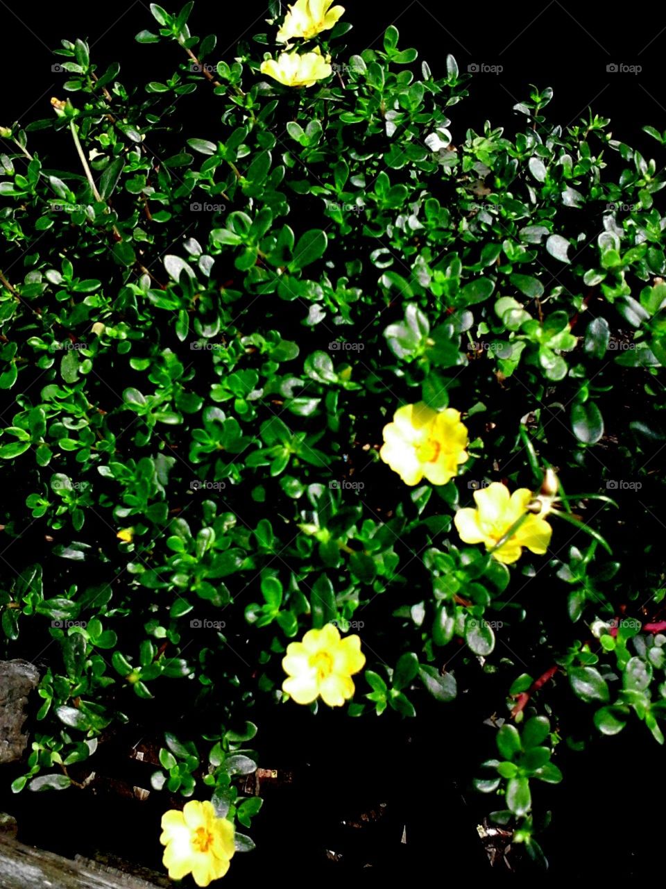 yellow flower in my little garden