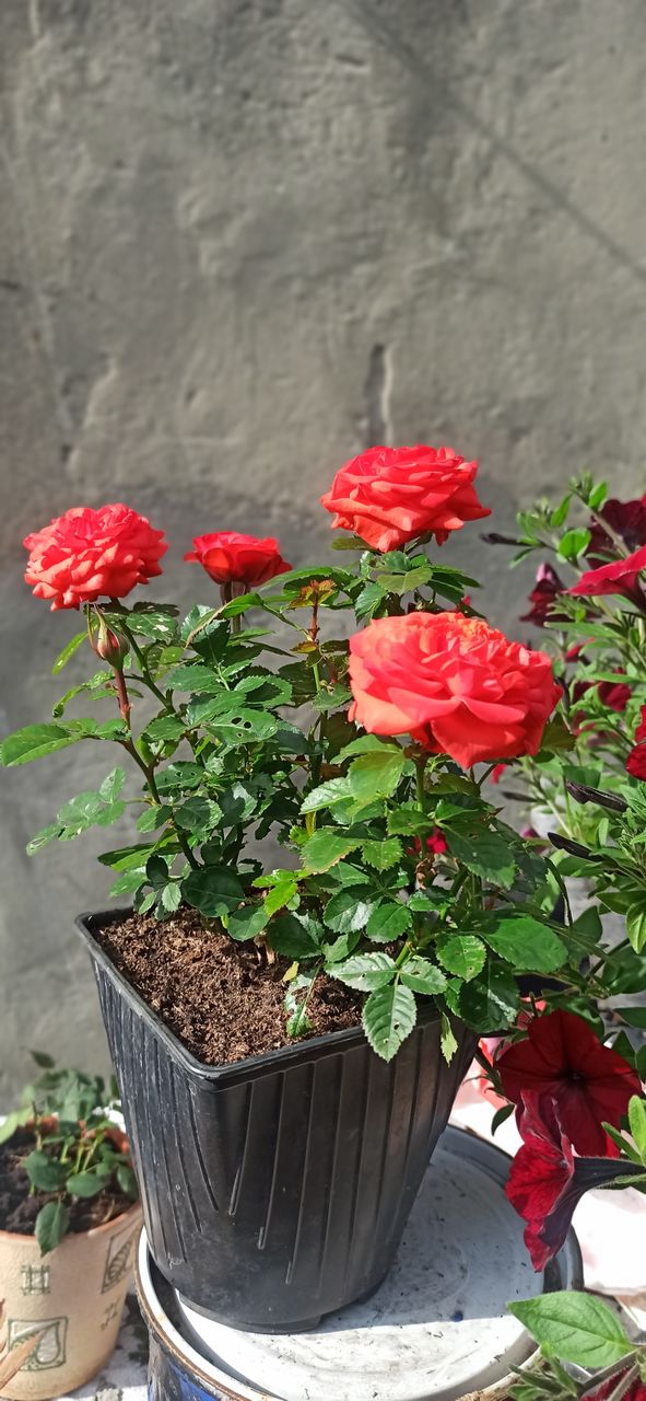 Red Rose