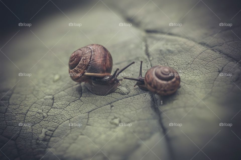 Pair of snails on the leaf 