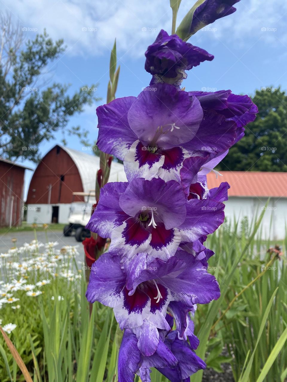 Bright purple gladiolus blooms against a backdrop of a rustic barn.