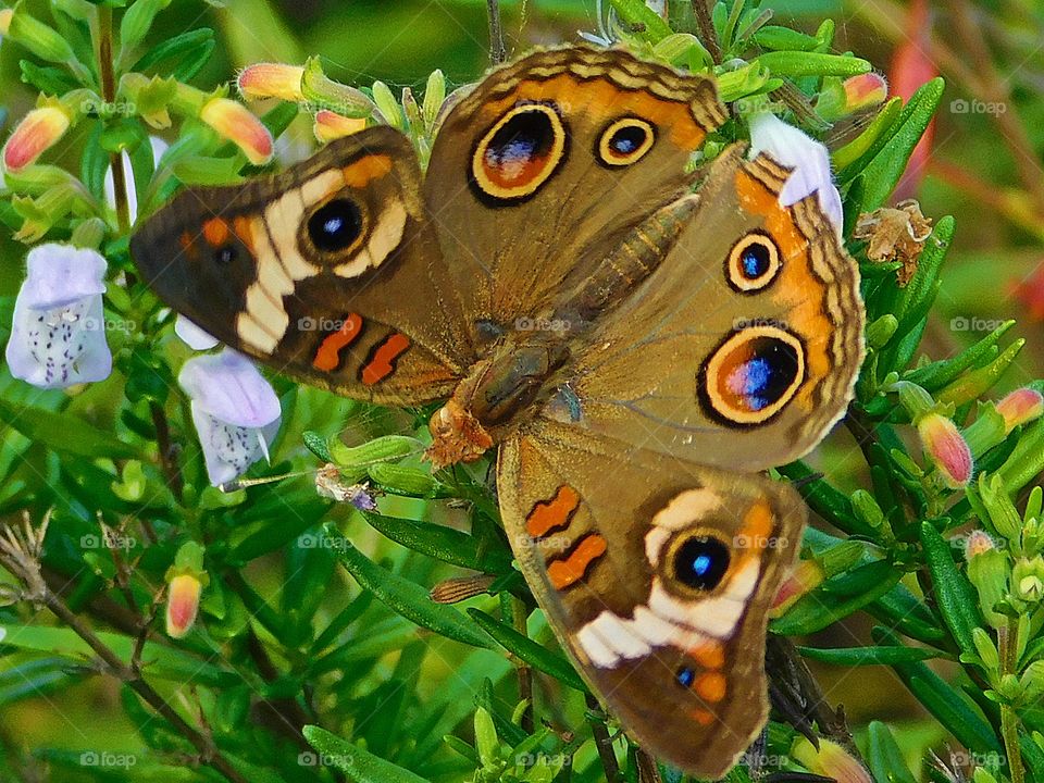 Beautiful Buckeyes Butterfly - I love this photo - my photos have the ability to communicate with the viewer by telling a story through their composition, lighting, and most importantly their subject matter