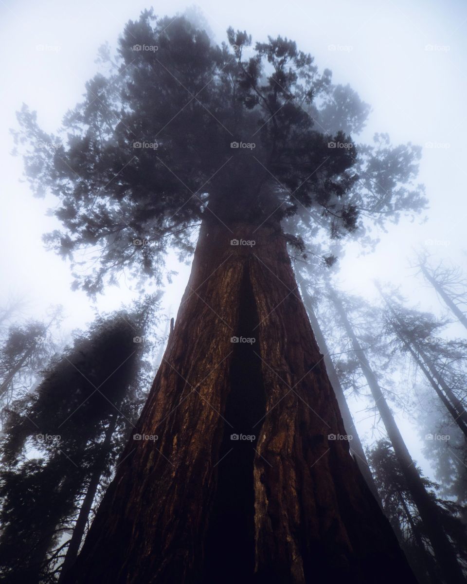 Giant Sequoia