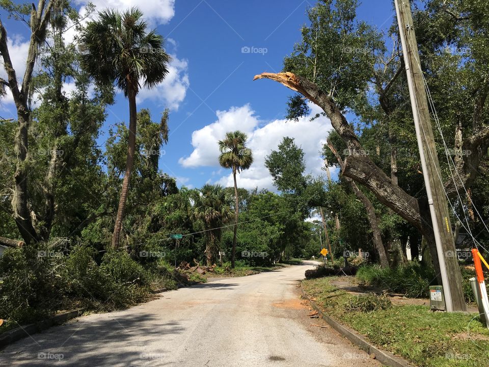 Hurricane irma trees down
