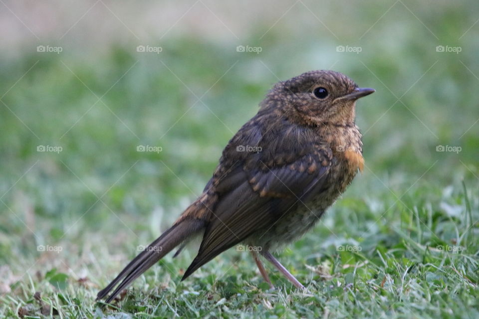Youngster Robin