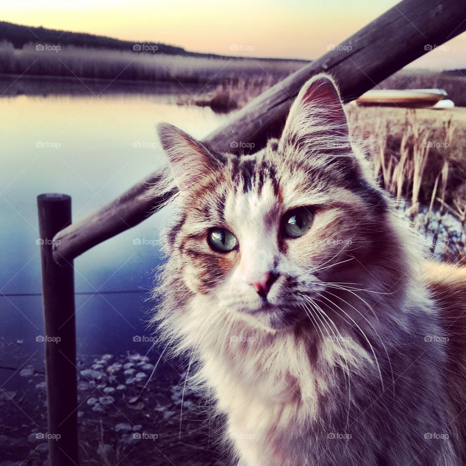 Close-up of cat against lake
