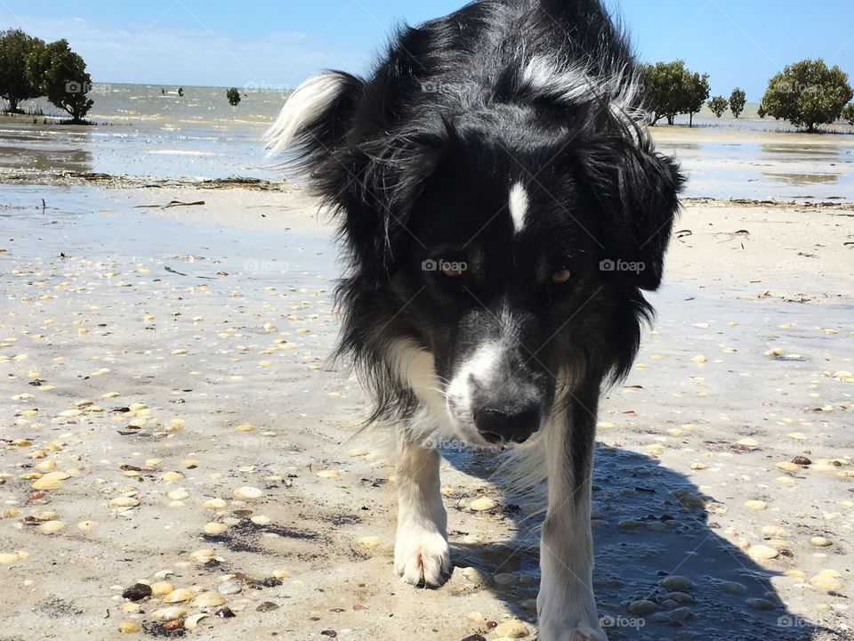 Dog border collie walking on beach at low tide 