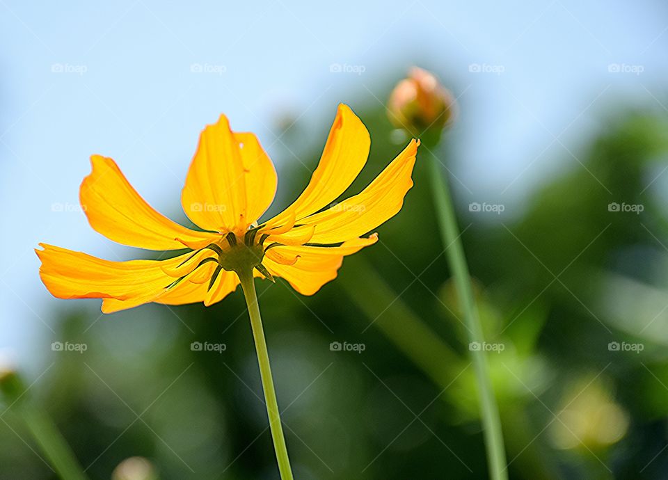 yellowcosmos. yellowcosmos