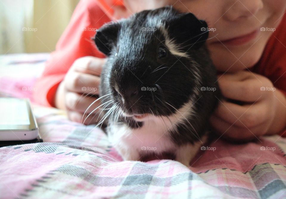 guinea pig and child boy funny portrait home