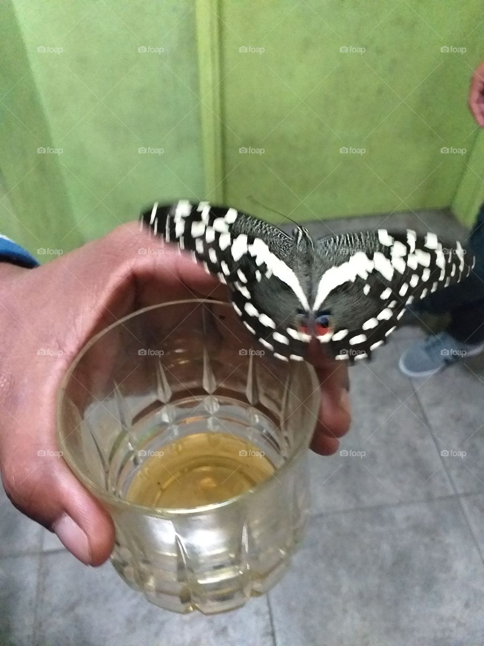 papillon whisky