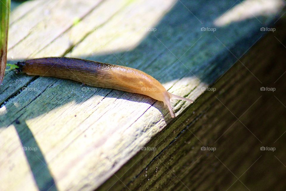 Slug on a ledge