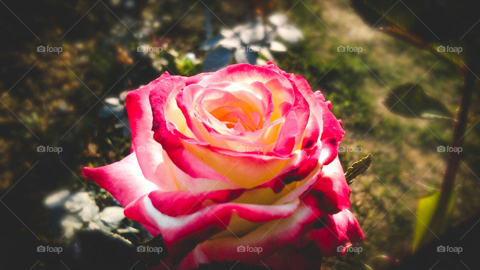 Beautiful rose flower with different shades of color and natural background