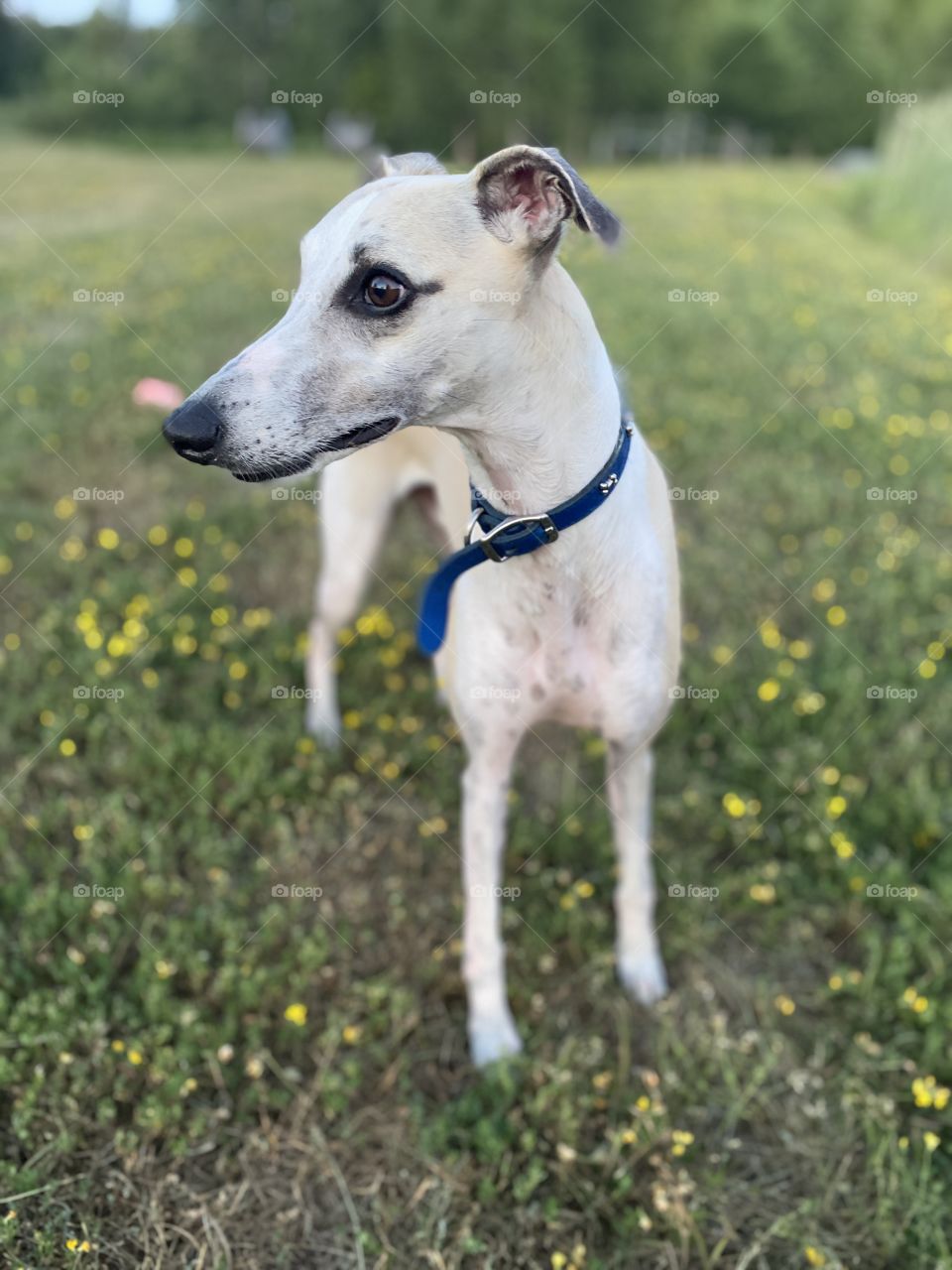 Curious Whippet in Green Meadow at Sunset 