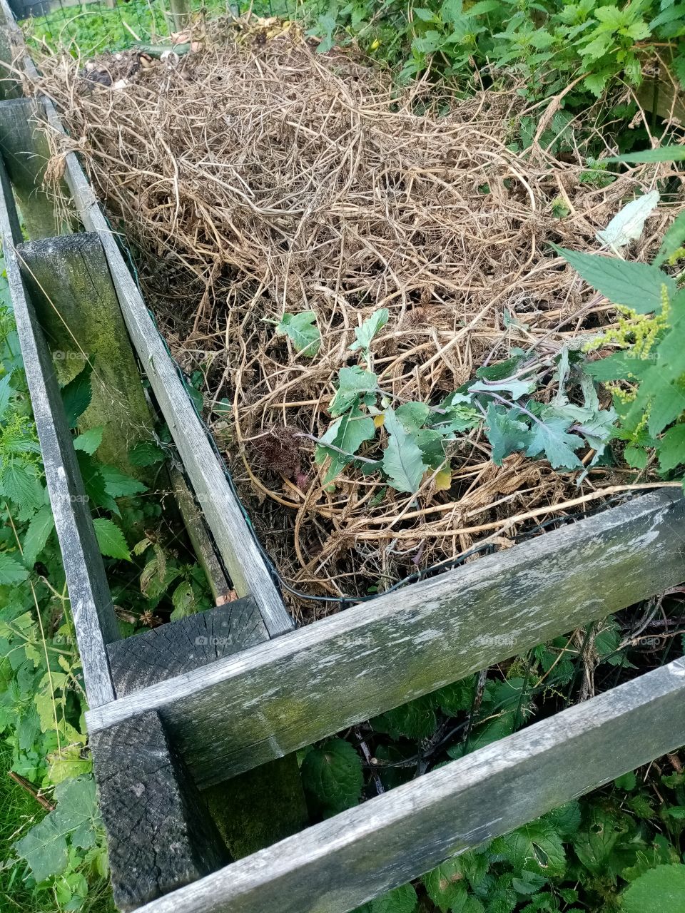 Permacultural garden