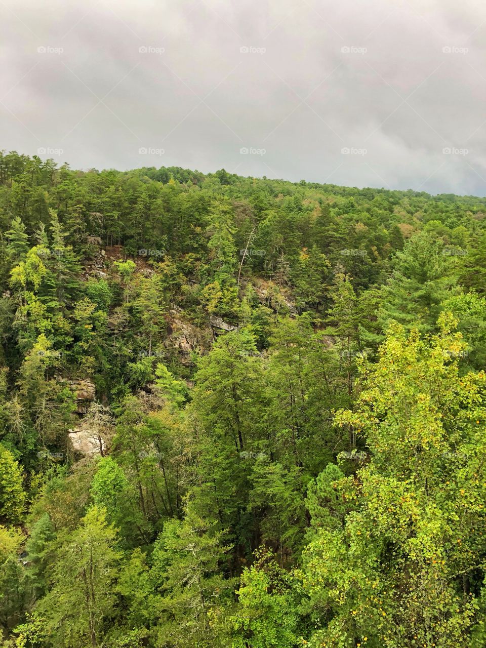 Top of Forest in North Georgia 