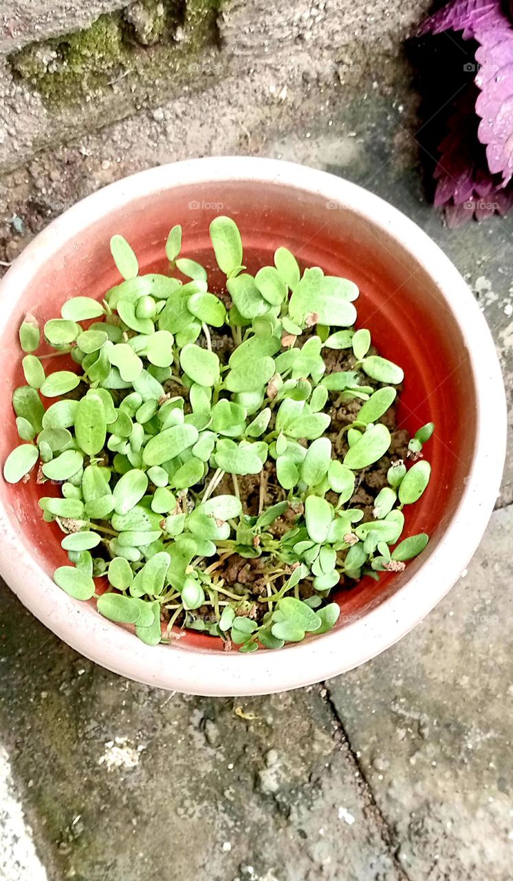 nice grow up a Fenugreek bhaji plant start to grow