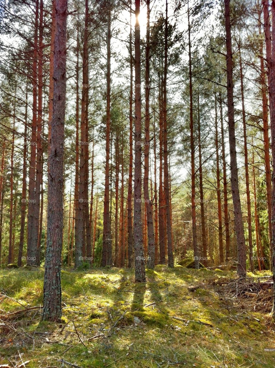 landscape sweden spring nature by miss_falcon