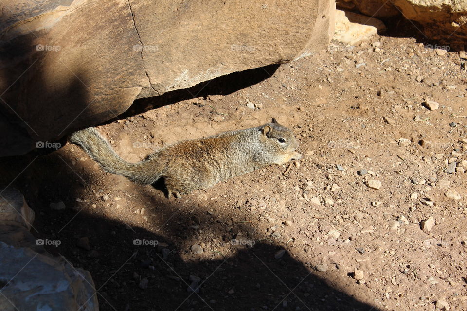 Grand Canyon furry celebrity