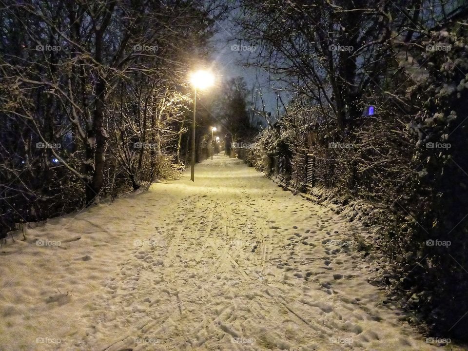 An evening walk through the snow