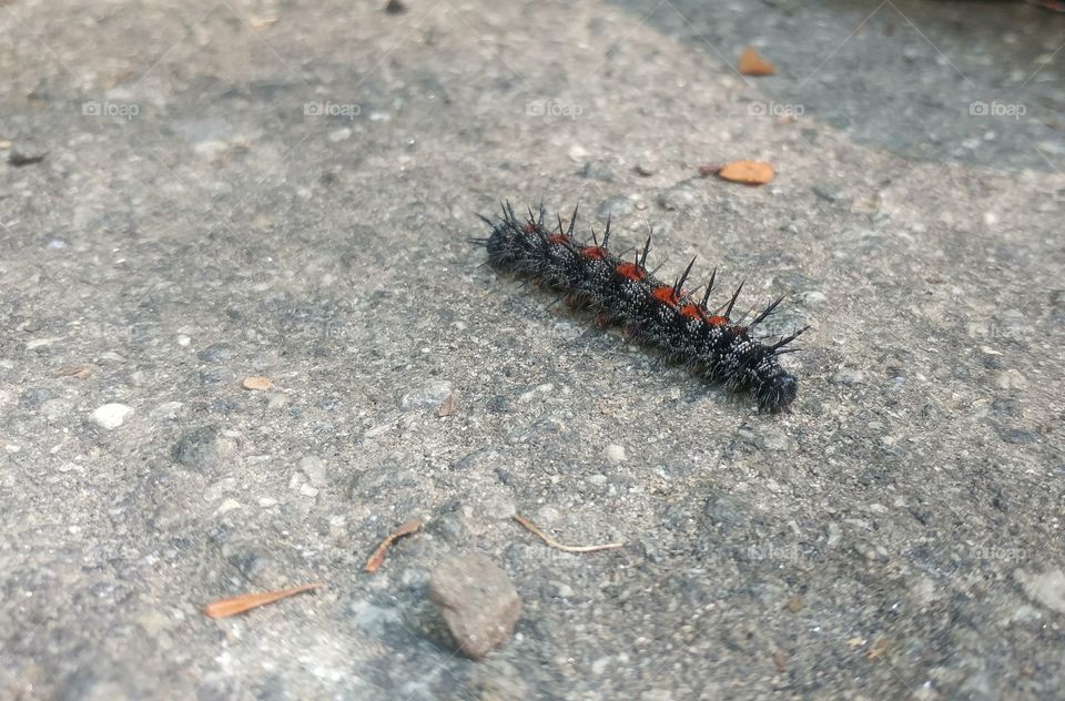 a caterpillar with red spots and spikes