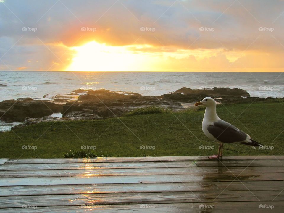 seagull sunset