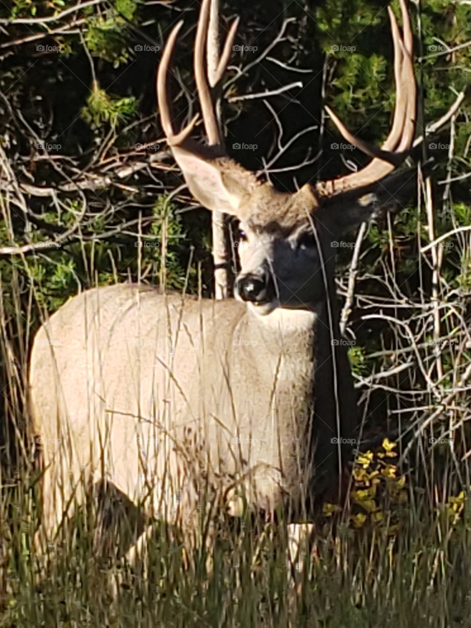 buck with big antlers standing next to trees while staring off