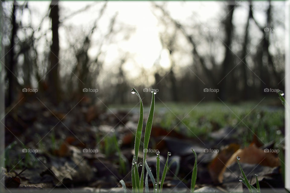spring morning in the forest