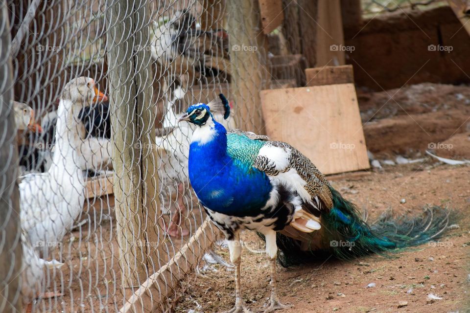 Peacock