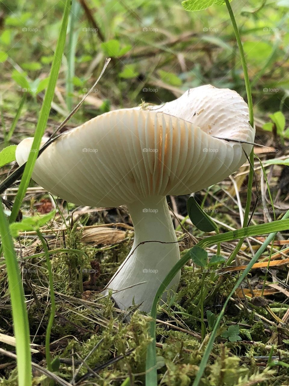White mushroom growing in the wild 