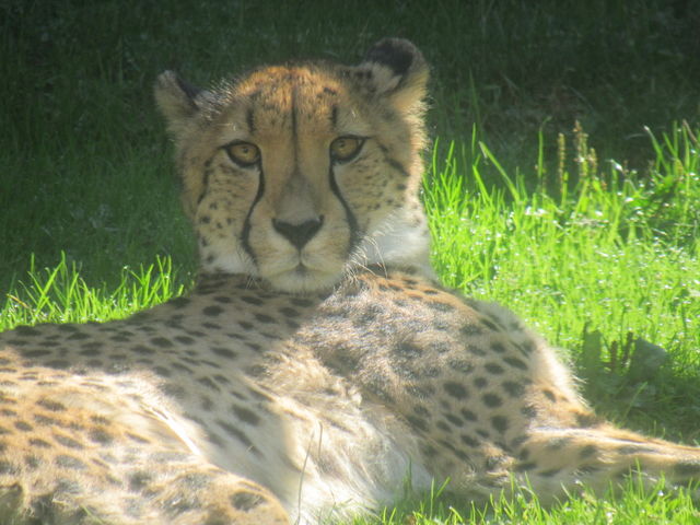 Wild animal 