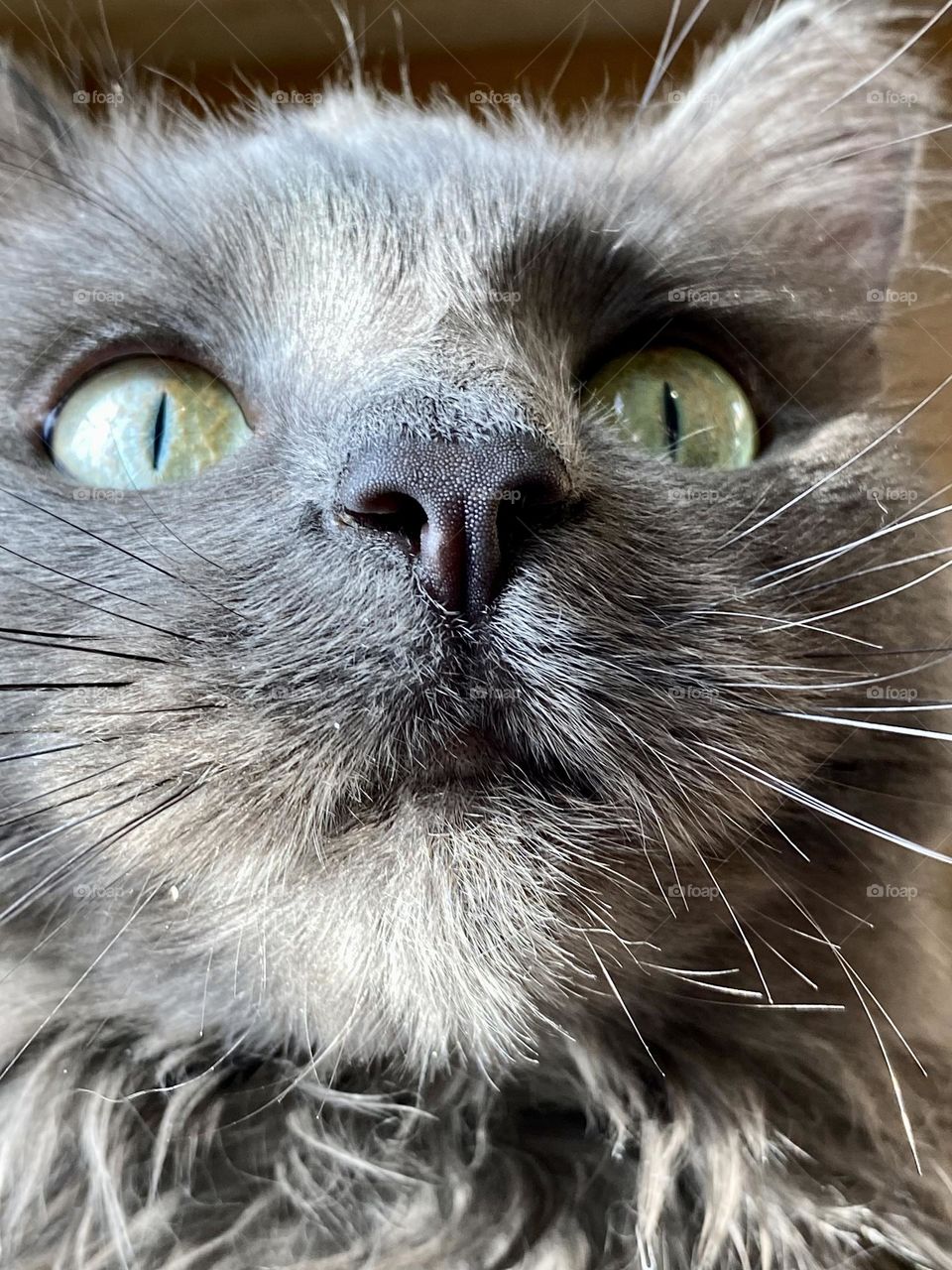 Close-up shot of a fluffy grey cat sitting in the sun