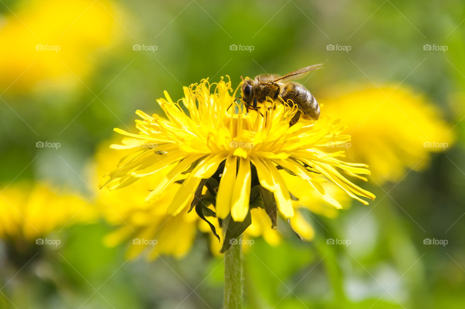 Capturing a bee in action