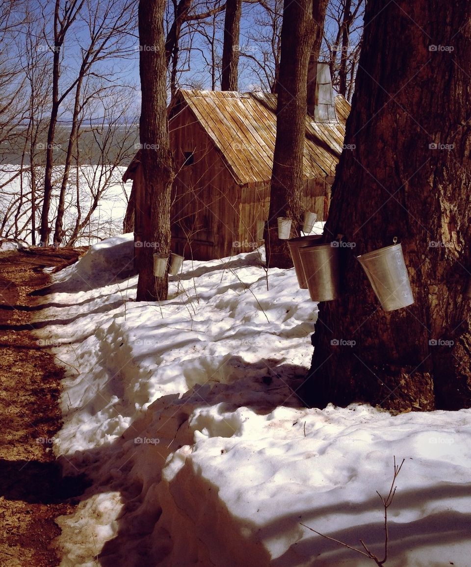 Maples for syrup