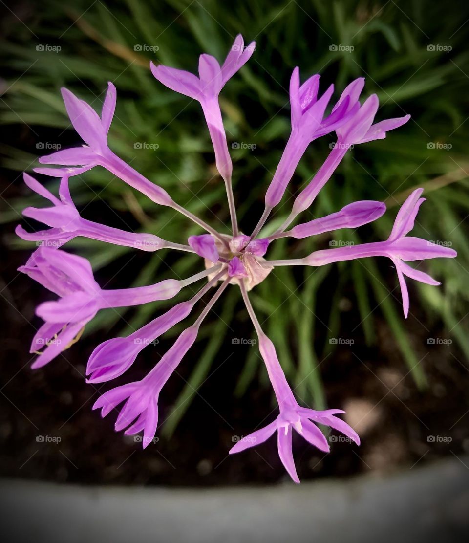 Multiverse mission. Beautiful and small purple flowers from above, growing in a circle!