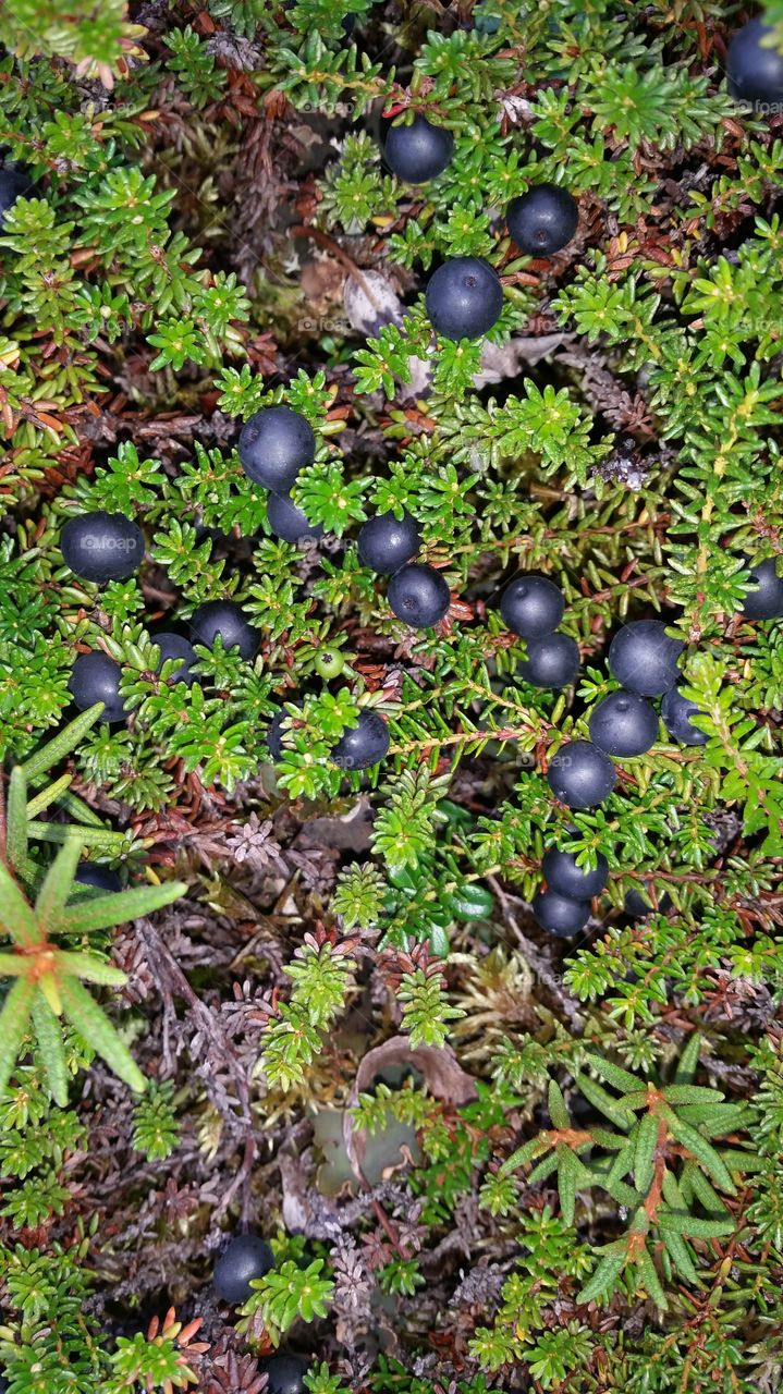 Alaskan blackberry