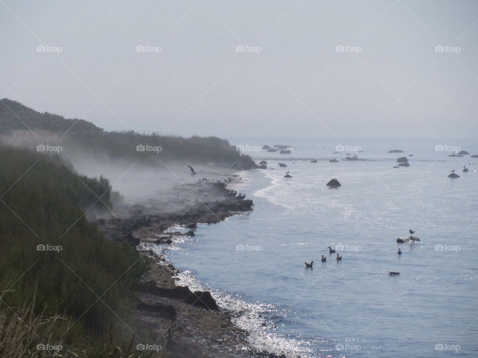 Waterfowl at coastline