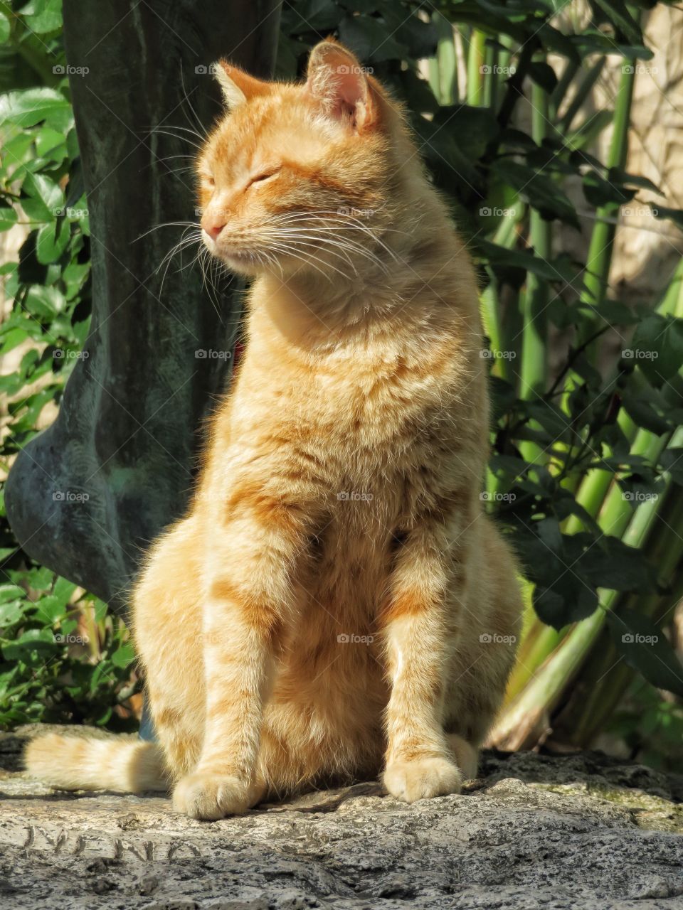 Italian cat Sorrento