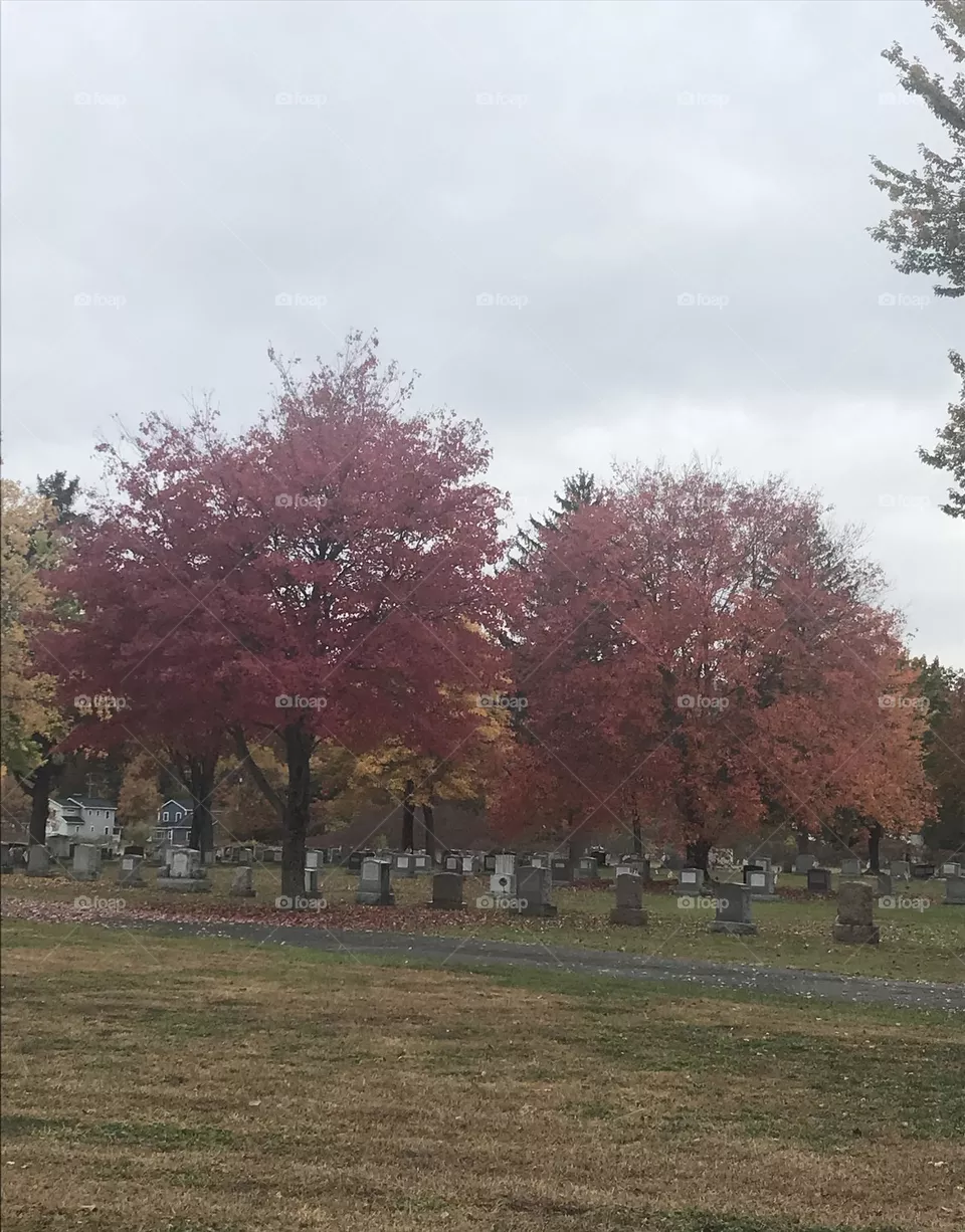 Trees